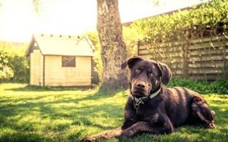 Содержание собаки на загородном участке - дело тонкое