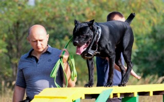 Площадка Троещина