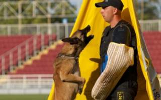 Дрессировка IGP